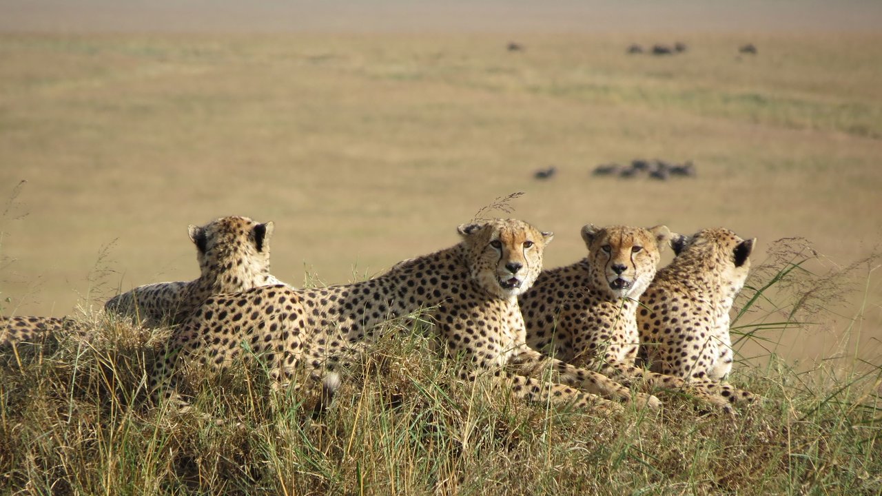 Family of Cheetahs